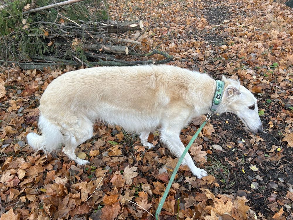 A large skinny beige Borzoi dog walking outside on the orange coloured fall leaves on the ground. 