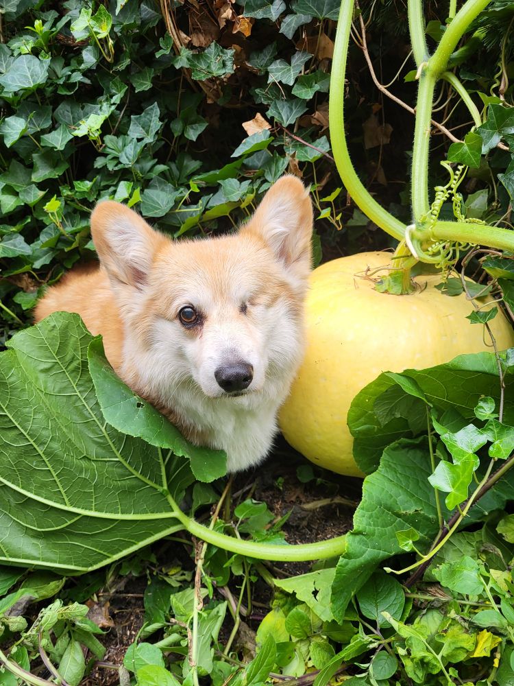 Corgi next to a growing pumpkin, already quite big will get bigger.