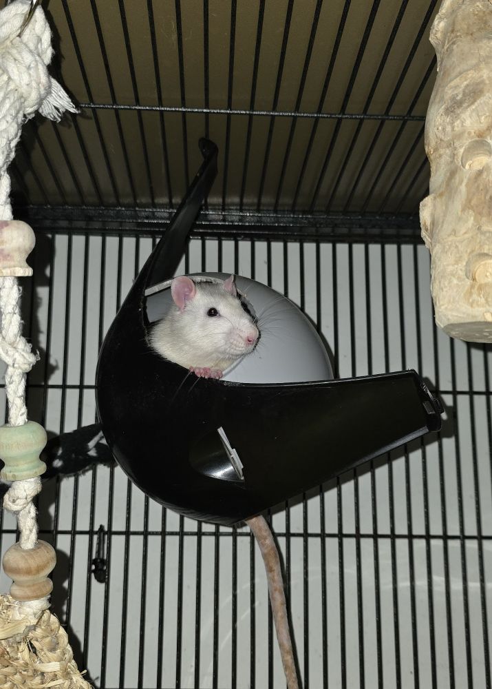 An unphased white rat, peaking out of a sputnik, that is hanging on the top of a cage by a single arm.