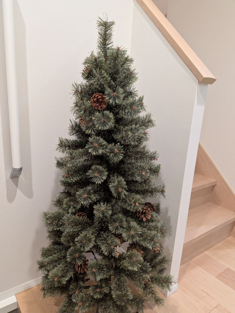 120cmサイズ。もう少しうまく枝葉を広げれば見栄えがさらに良くなるはず……