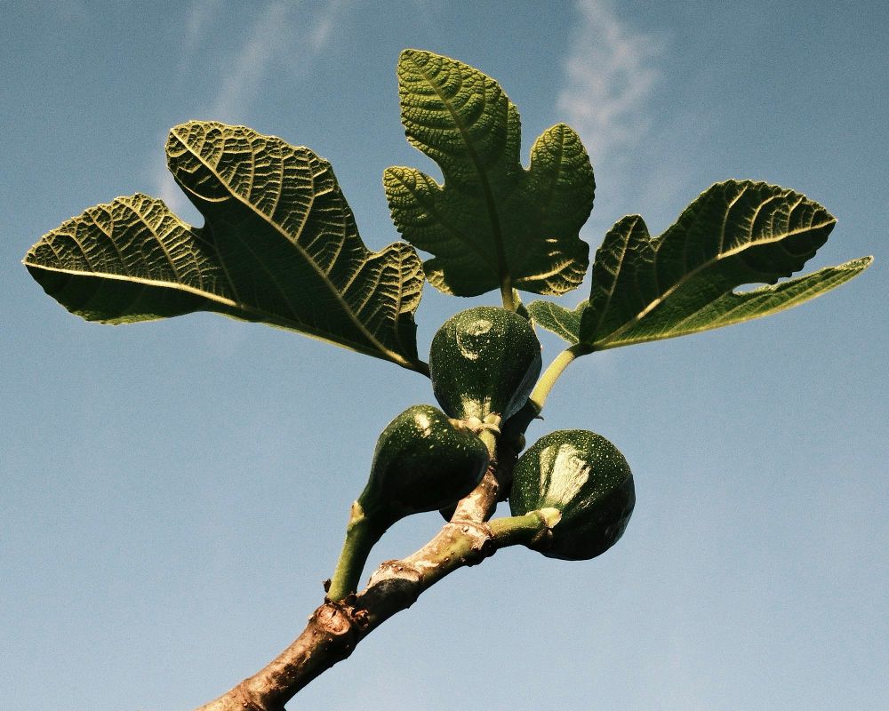 Fig tree