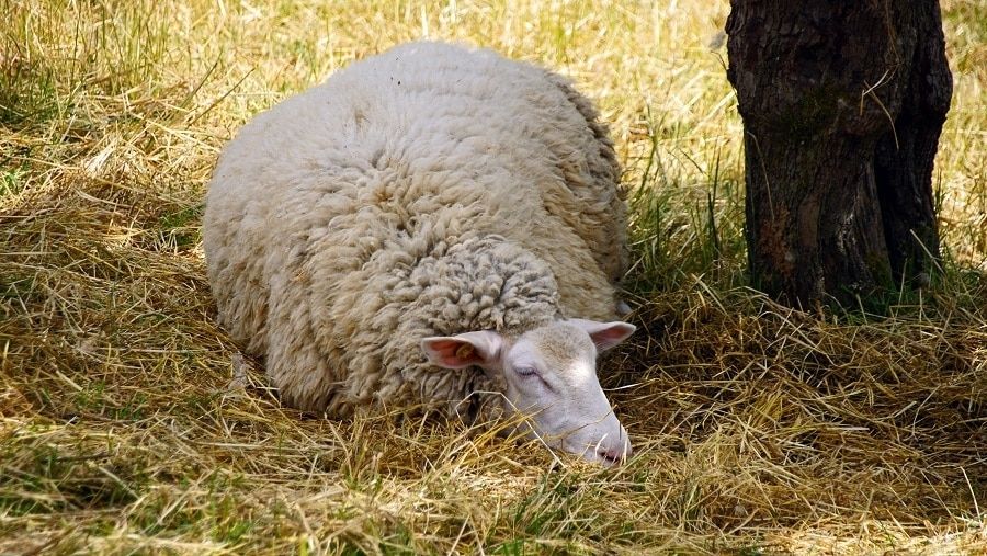 Friedlich schlafendes Schaf