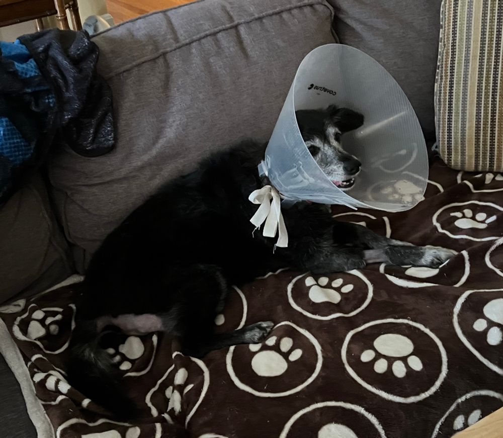 A black dog with a white face lying on a brown blanket covered with white paw prints. You can see part of her butt and it’s shaved. She’s also wearing a large transparent cone around her neck held on by a white bow, peering out of it like a martini olive