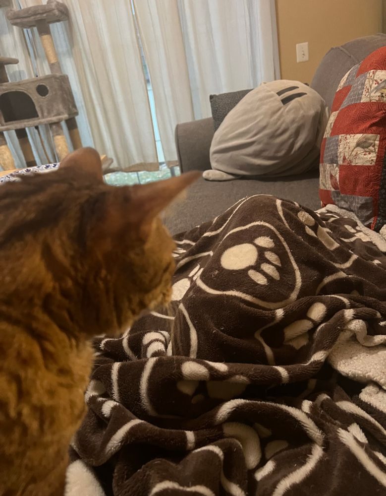 A brown spotty cat stares at a suspicious sibling cat shaped lump under a brown fleece blanket with big white paw prints 