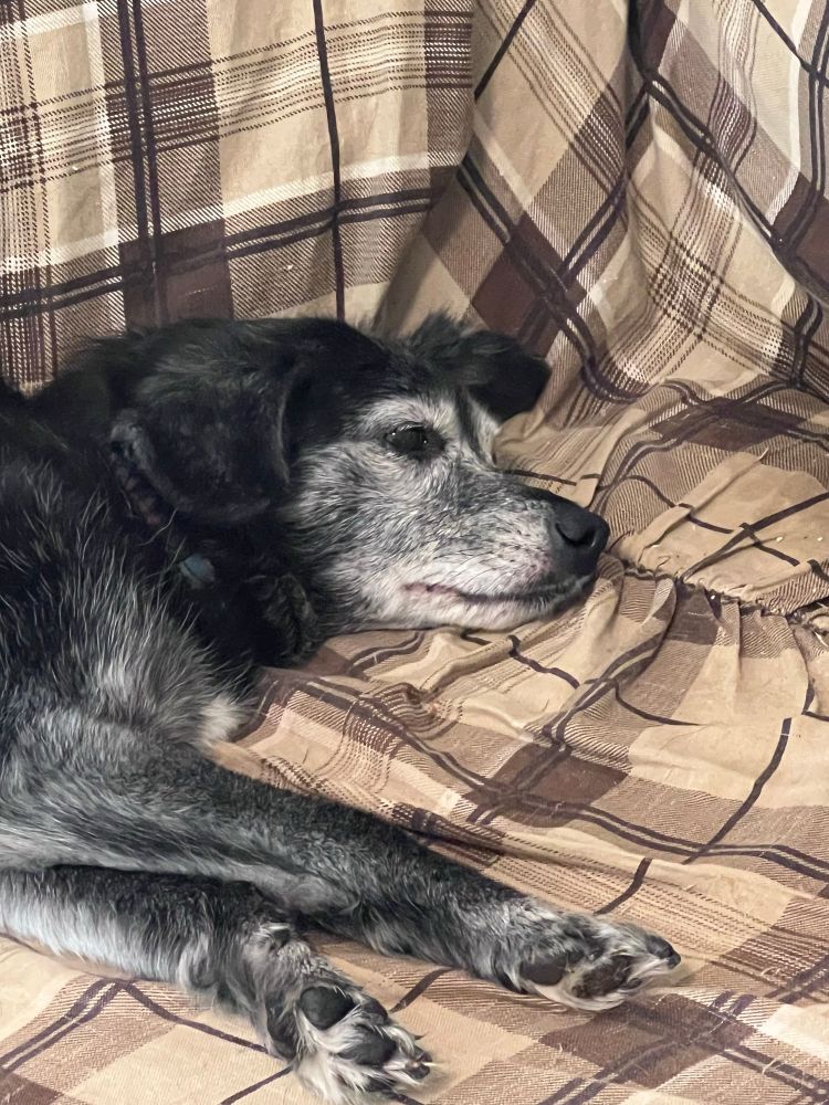 A black dog with a white face, laying dejectedly on a brown plaid couch 