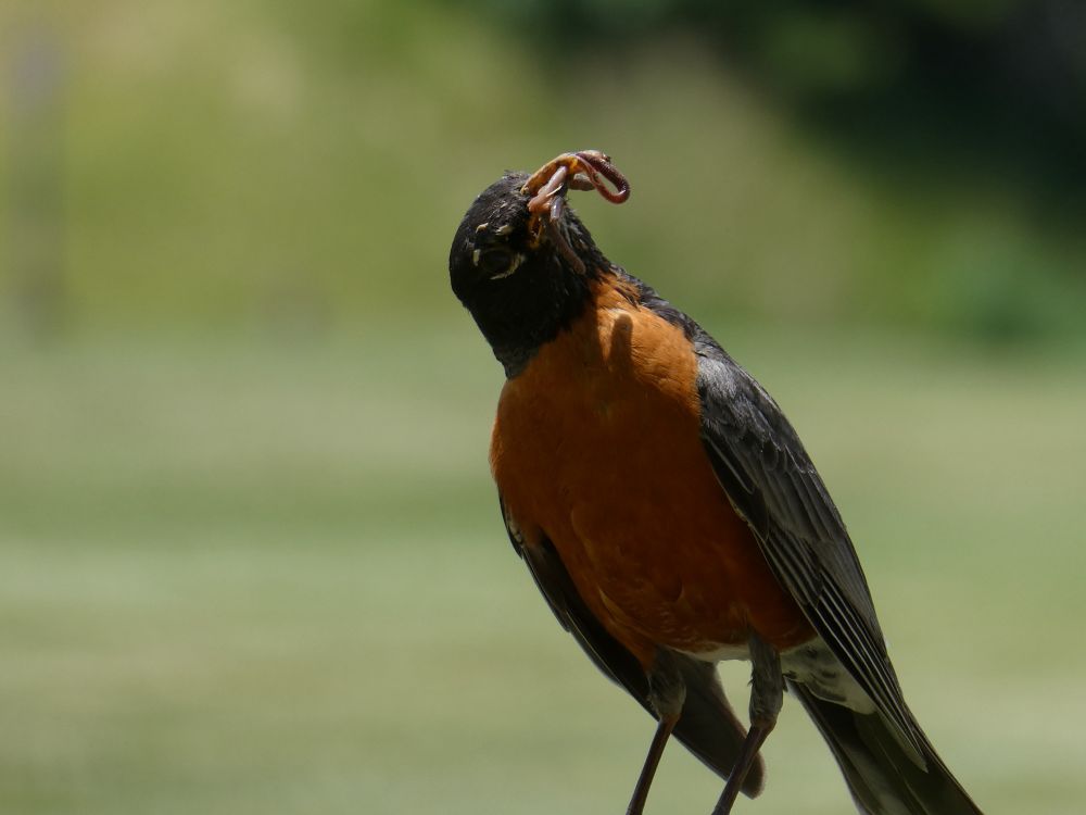 Robin with worm in its beak