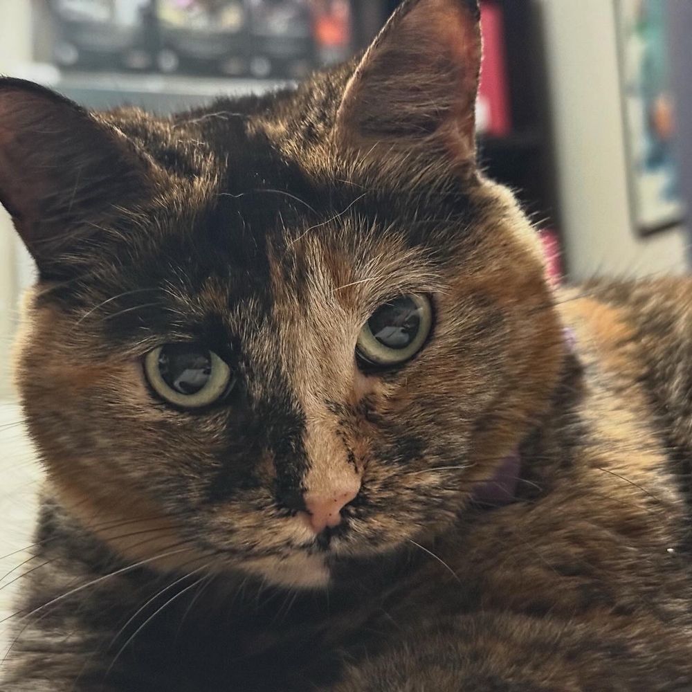 My tortoiseshell kitty Miyu looking at the camera