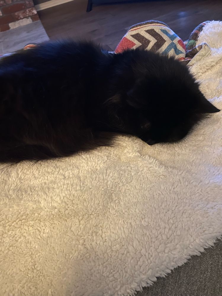 A fluffy black cat sleeping, face down, on a blanket.
