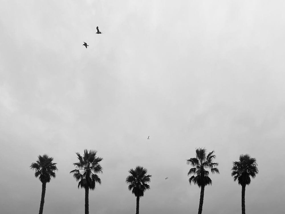 With recent rain (not visible here) falling, four seagulls fly within frame, against an overcast sky.
Two of these gulls are closer and at the top; two more, far off, are near the bottom of the photo.
Five palms stand ready to be hydrated.
This photo is in black and white, passed through a mono filter.

In shifting weather, scattered seagulls soar
With falling rain, palms drink and ask for more
As silver clouds descend on thirsty land
Now bracing for inevitable pour