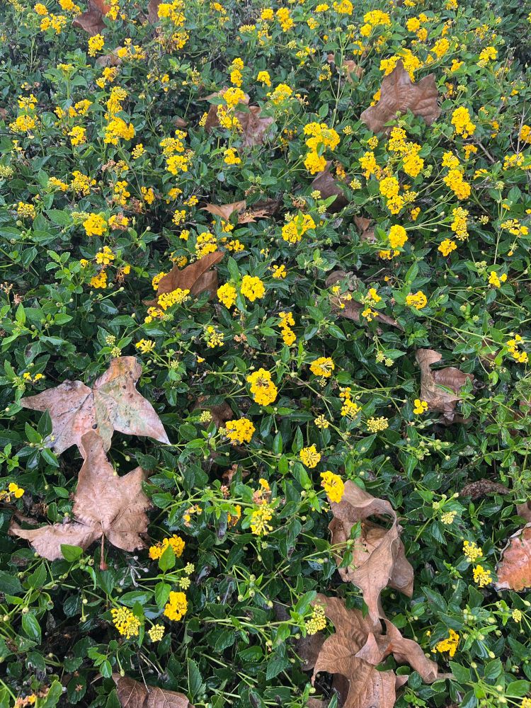 Crisp, brown leaves fallen from an overhead tree (not pictured) rest on a bush with scores of bright, yellow lantana flowers.

Departed leaves rest
Tenacious lantana blooms
Endings, beginnings