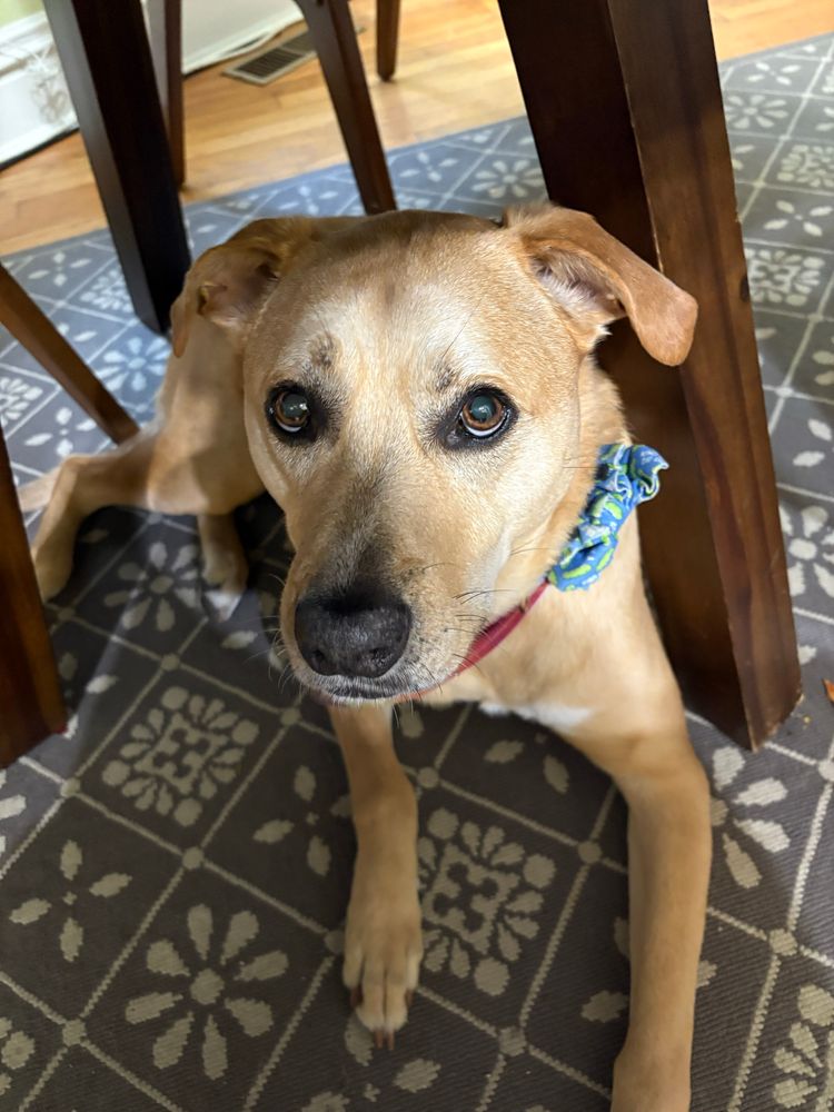 yellow pit lab mix under a table on a gray and white carpet 