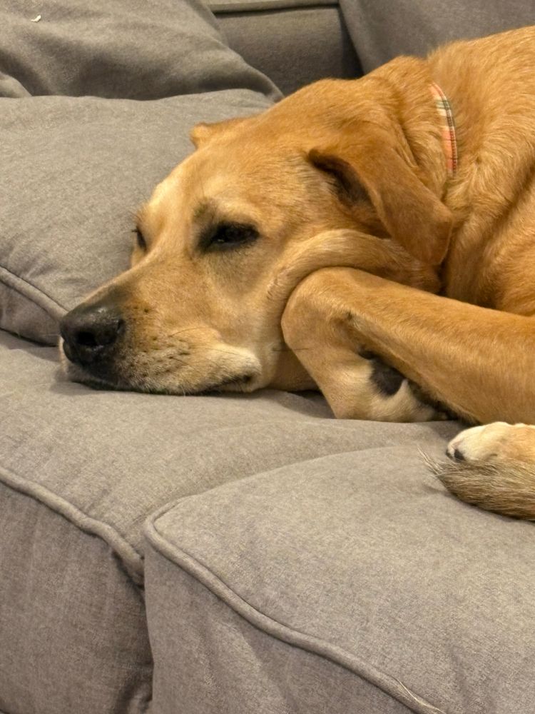 Yellow dog holding his paw on his cheek while laying on a gray couch