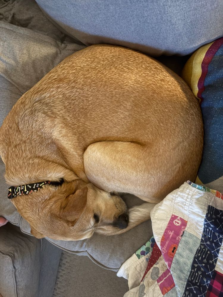 yellow dog on a gray couch. dog is ina tight ball. 