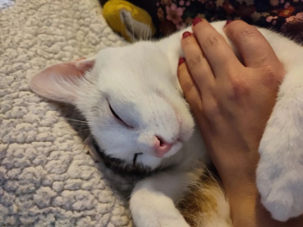 Même chat, sa tête jolie, on croirait qu'il sourit.