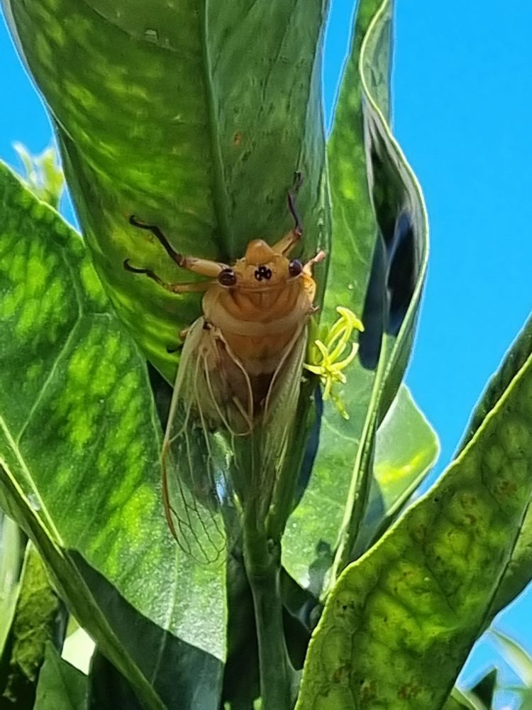 A yellow cicada, hanging upside-down from a green leaf. This view is from the head in the foreground, and body and wings pointing away from the camera