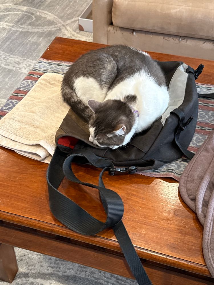 Same cat, same shoulder bag, she’s in a different position. 