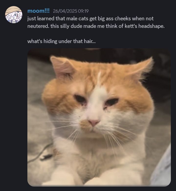 A Discord message by Dawn

"just learned that male cats get big ass cheeks when not neutered. this silly dude made me think of kett's headshape.

what's hiding under that hair..."

Underneath the message there is a photograph of a cat with massive cheeks.