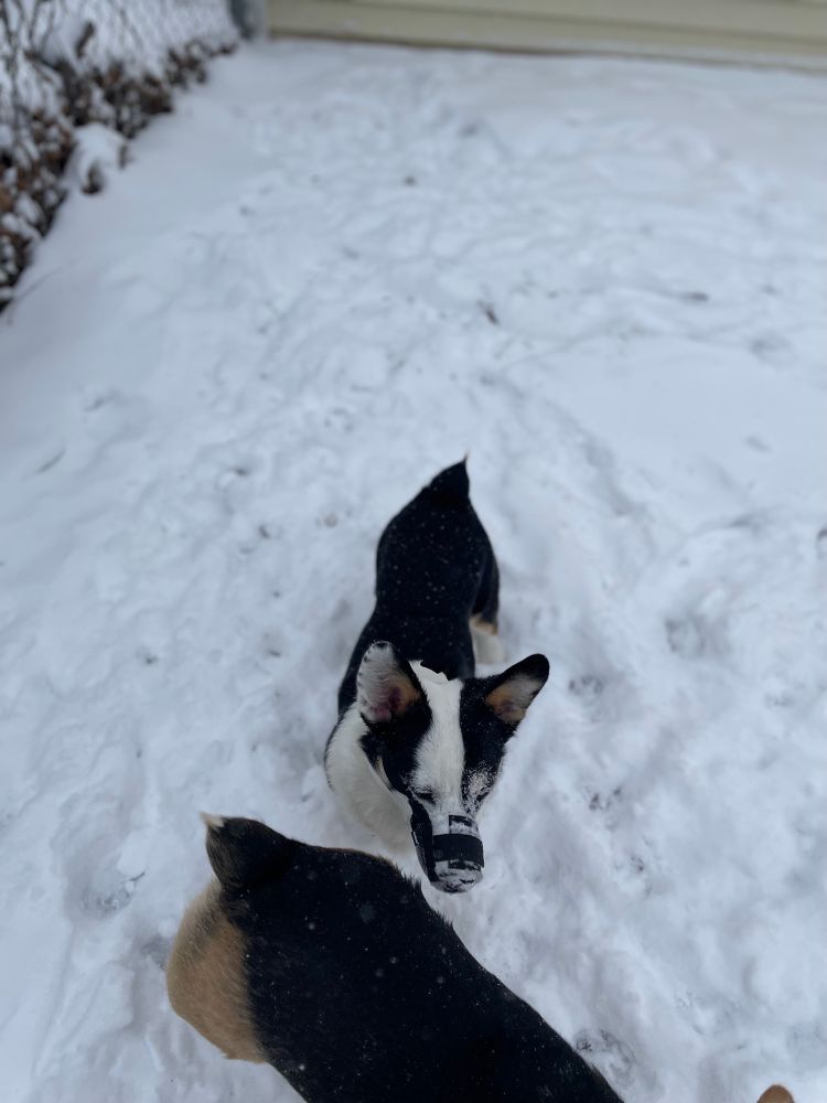 Corgi puppy following older corgi in the snow.