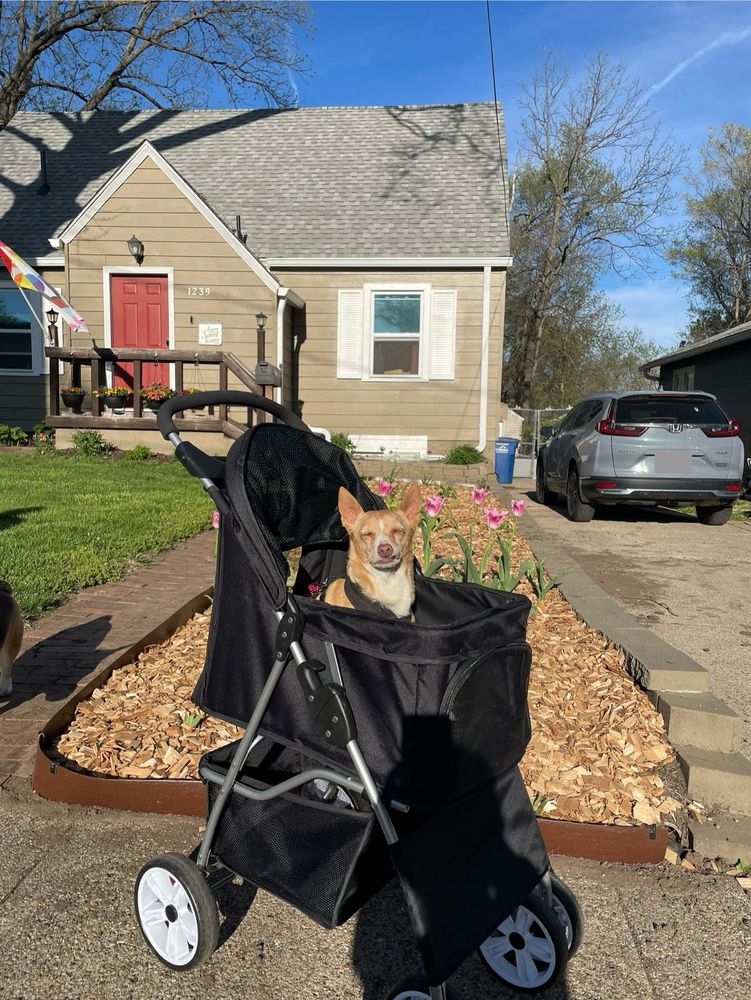 Elderly dog in stroller in front of a flower bed with tulips 