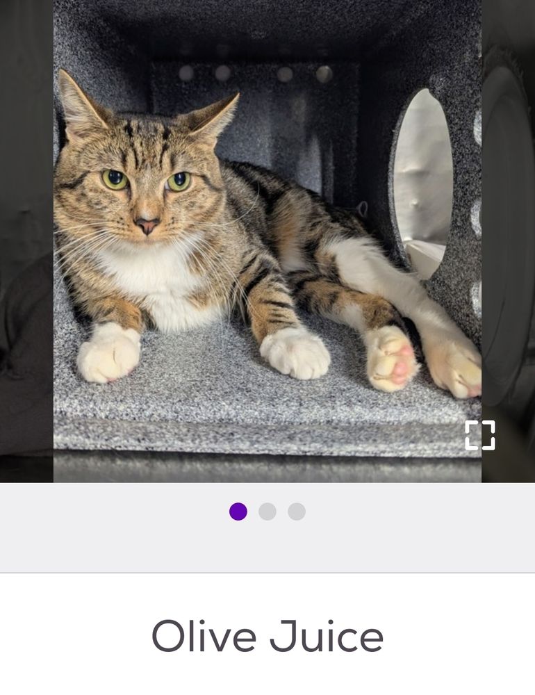 A screenshot from petfinder of a tabby cat relaxing, with a caption naming them Olive Juice 