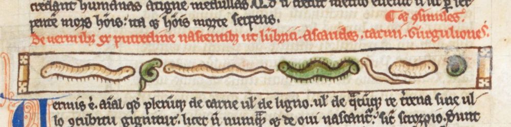 A medieval manuscript illustration of a variety of pink and green worms and caterpillars