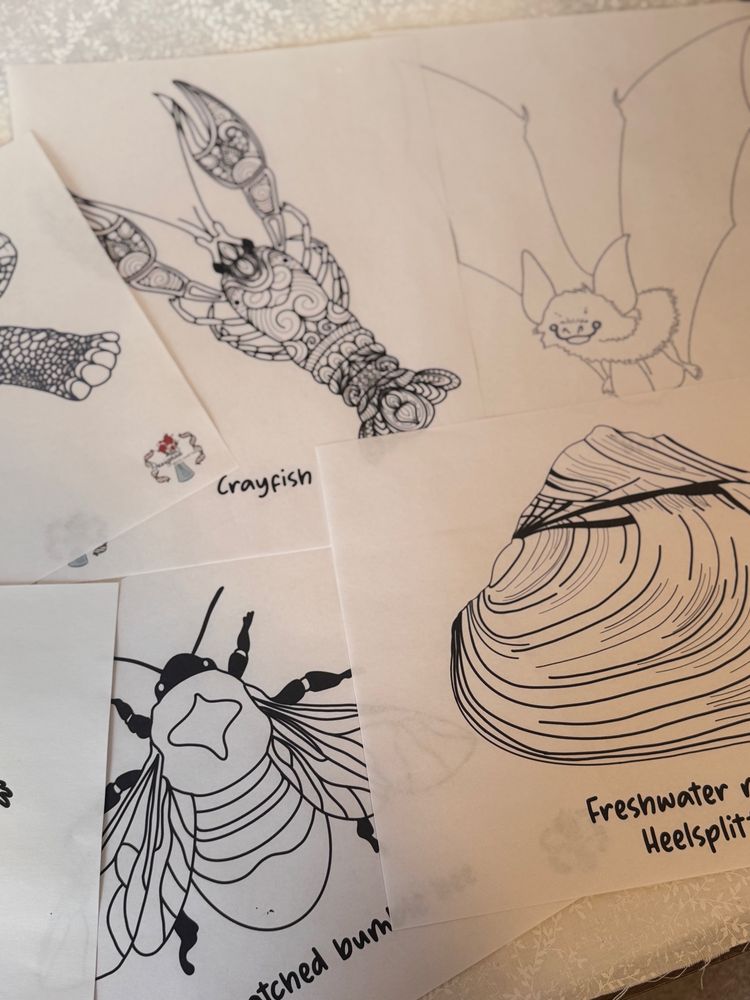 A picture of some wildlife coloring pages including a crayfish, bat, freshwater mussel, and rusty patched bumble bee