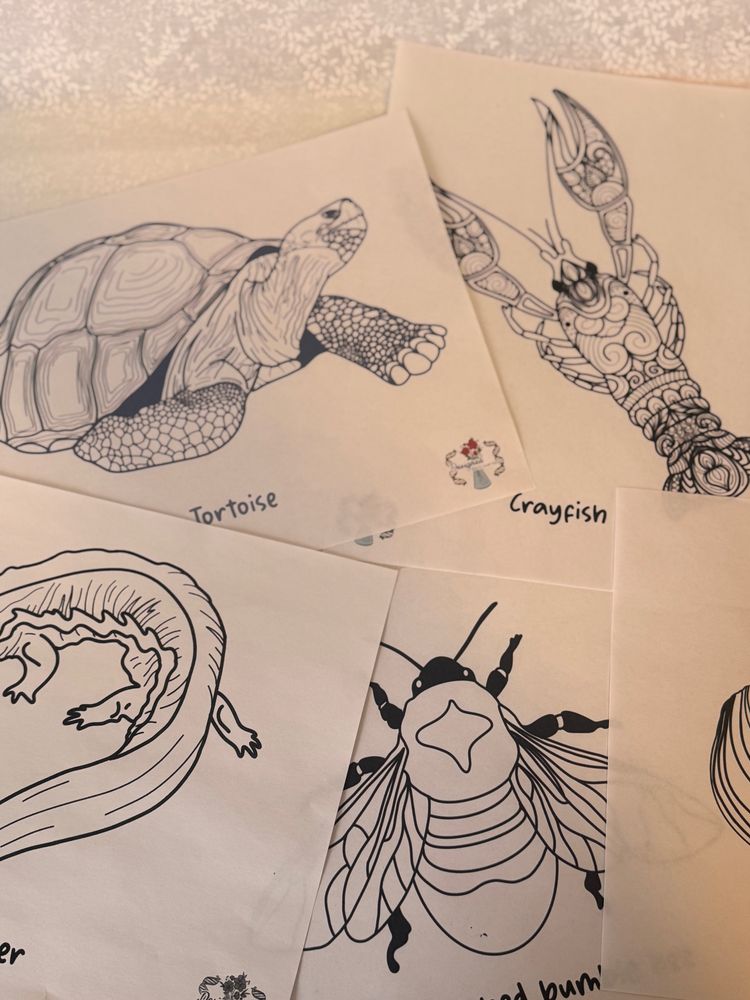 A picture of some wildlife coloring pages including a tortoise, crayfish, and rusty patched bumble bee