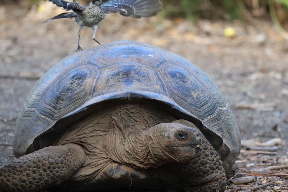 Giant Tortoise and bird