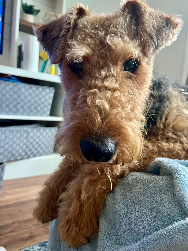 Airedale terrier lying on a towel on a raised surface, looking at the camera.