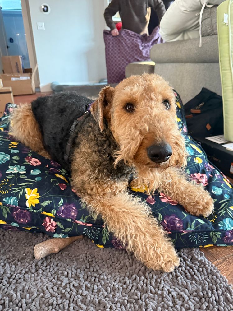 Airedale terrier lying on a huge new bed. The bed cover is navy with purple and yellow flowers!