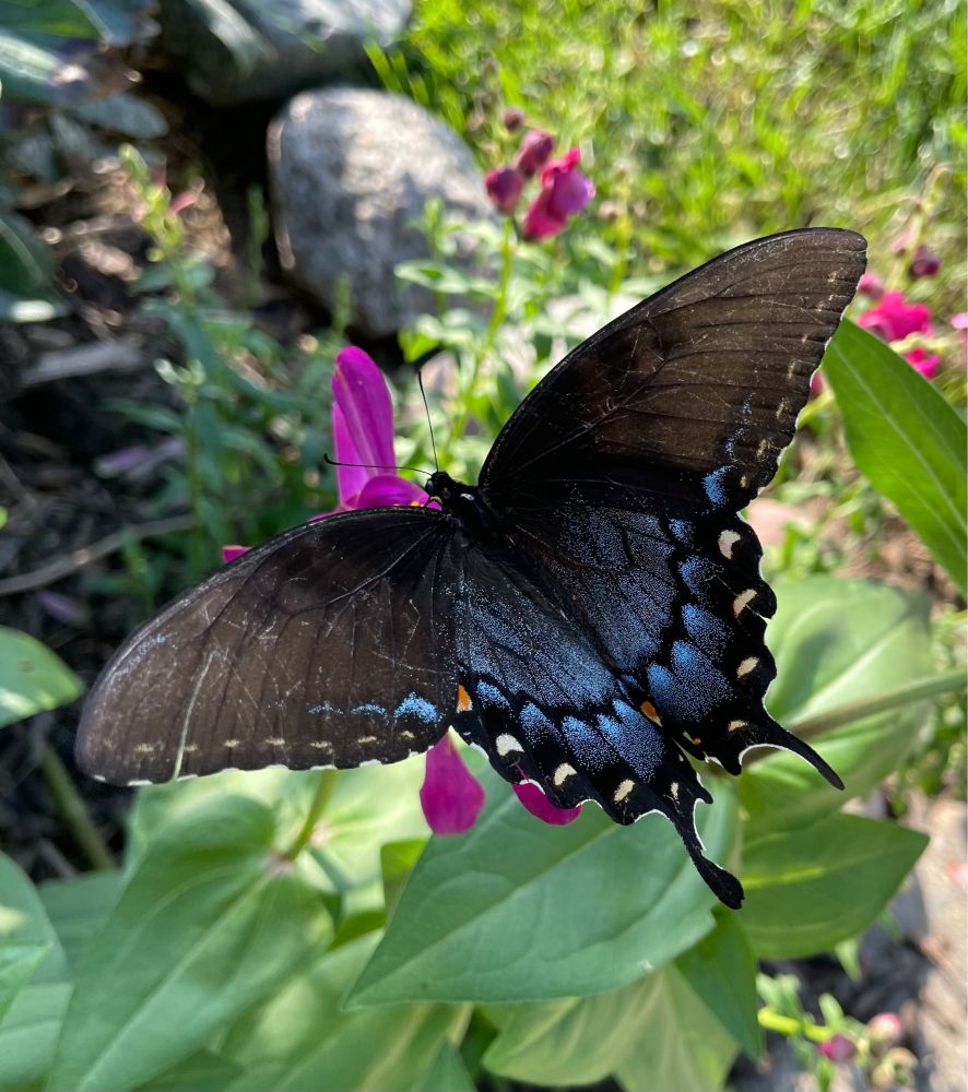 eastern tiger swallowtail