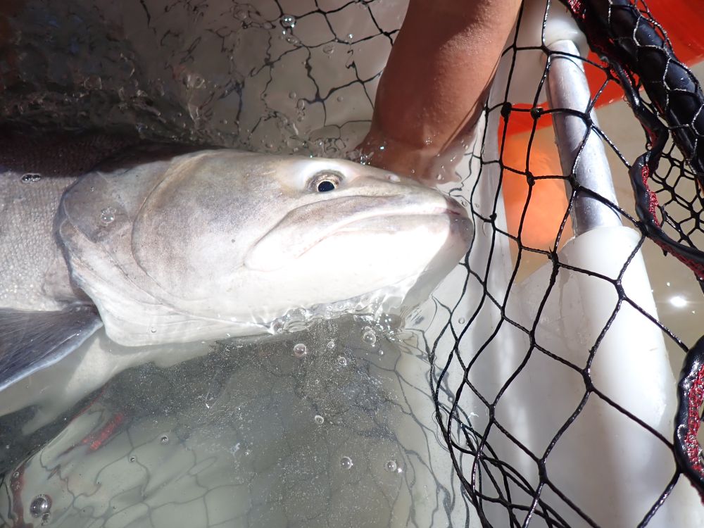 The photo shows the head of a big Danube salmon.