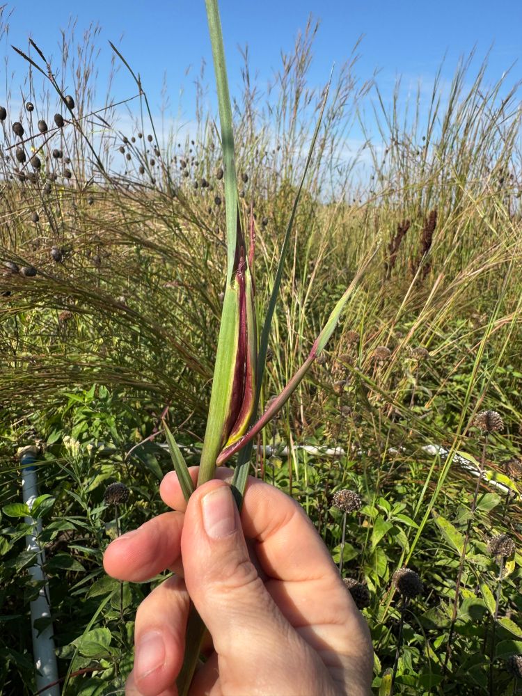 Hand holding a grass culm swollen with possibly fungus