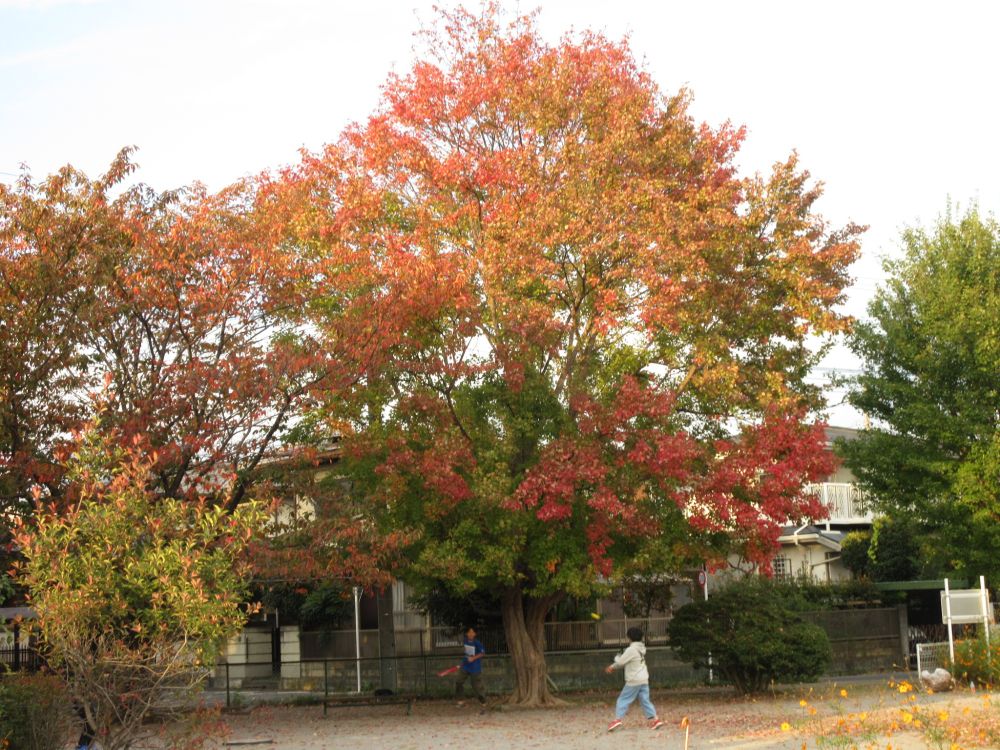 空堀川沿いの、ケヤキかな？