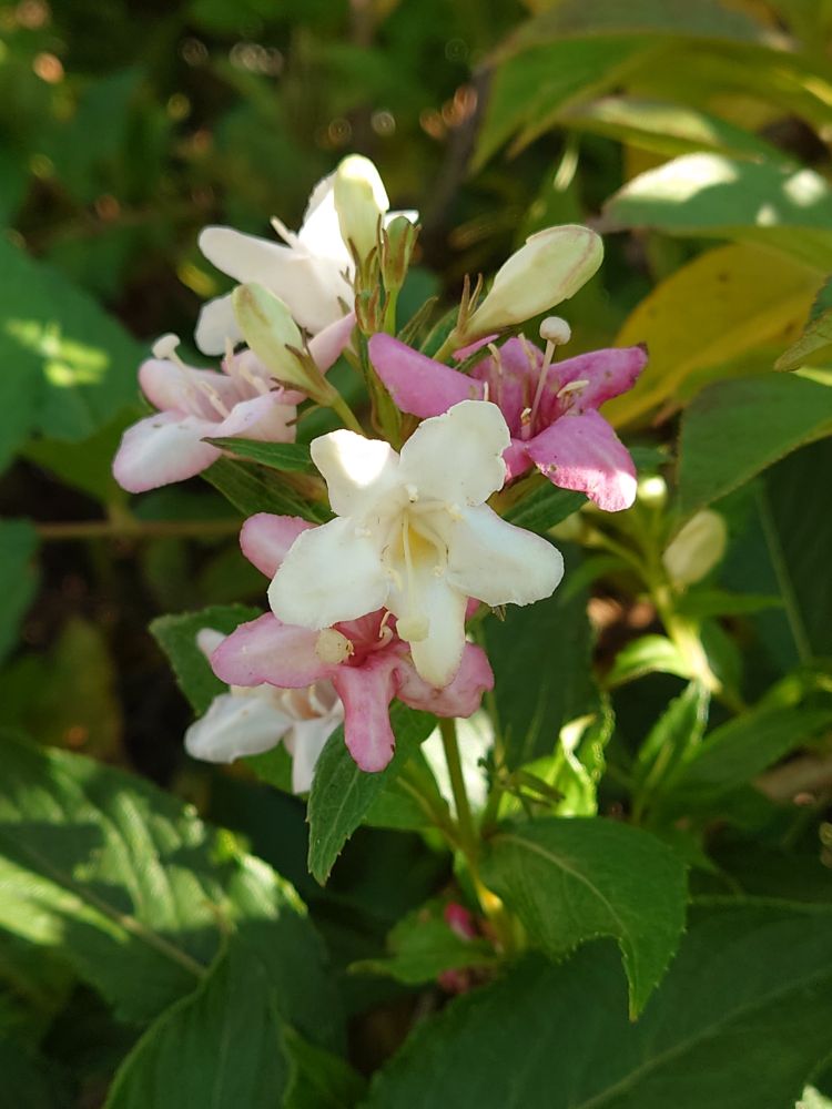 オオベニウツギ