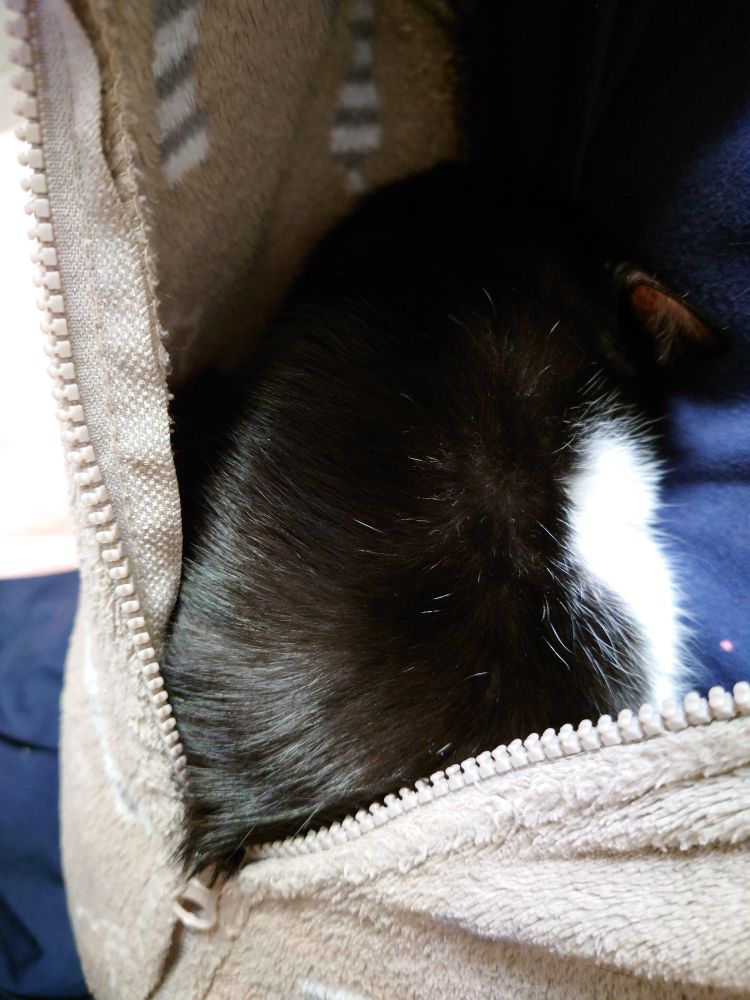 パーカーの懐の中で丸くなる黒白猫