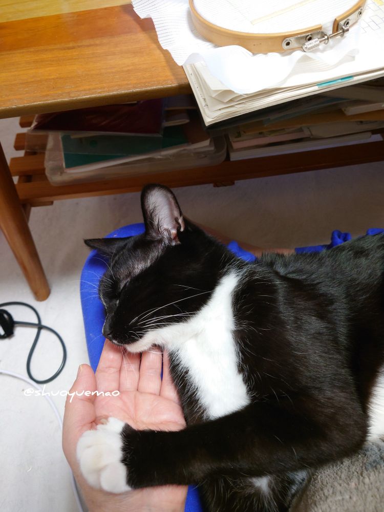 膝で寛ぐ黒白猫