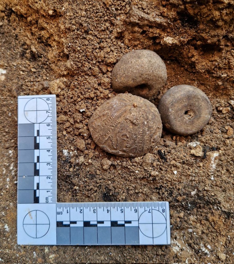A fossil sea urchin (bottom left) and two Iron Age spindlewhorls made of baked clay, found at the base of a prehistoric storage pit at Winterborne kingston in 2024. Modern photo scale in centimetres 
