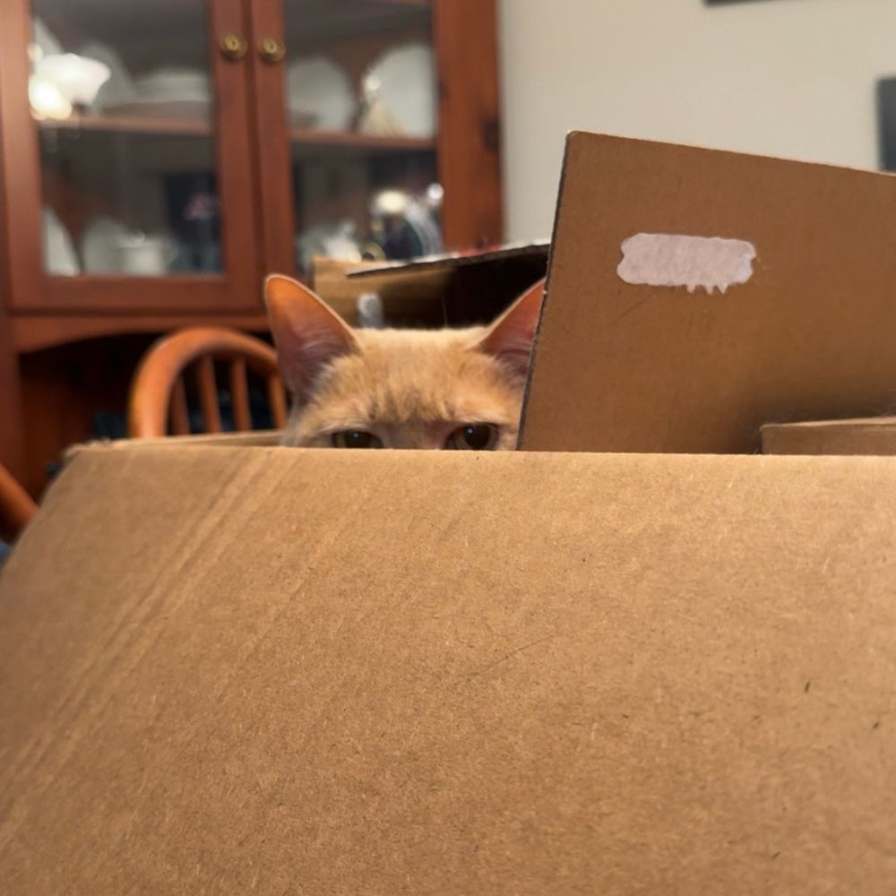 buff colored cat peeking over the top of a cardboard box he’s sitting in. You can only see his eyes and up. 