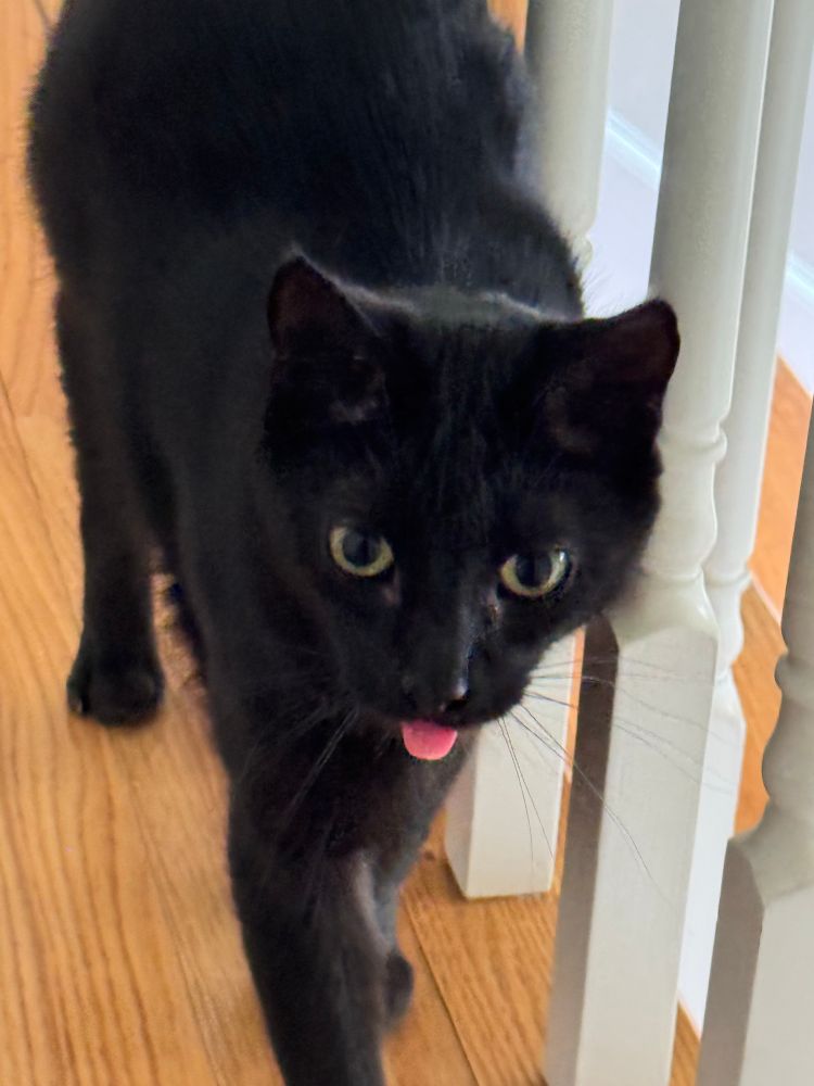 black cat sitting with his tongue sticking out in a blep 