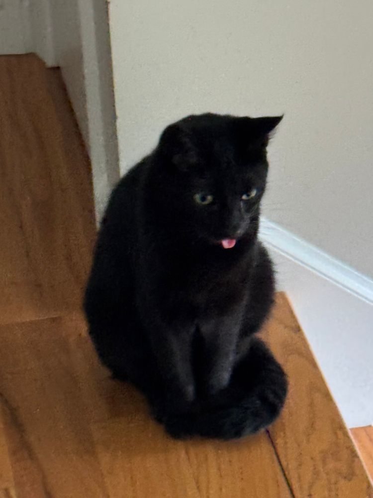 black cat sitting with his tongue sticking out in a blep 