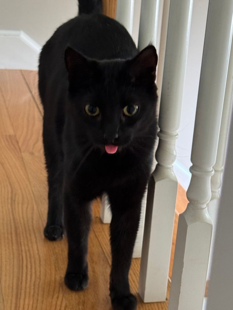black cat with his tongue sticking out in a blep 