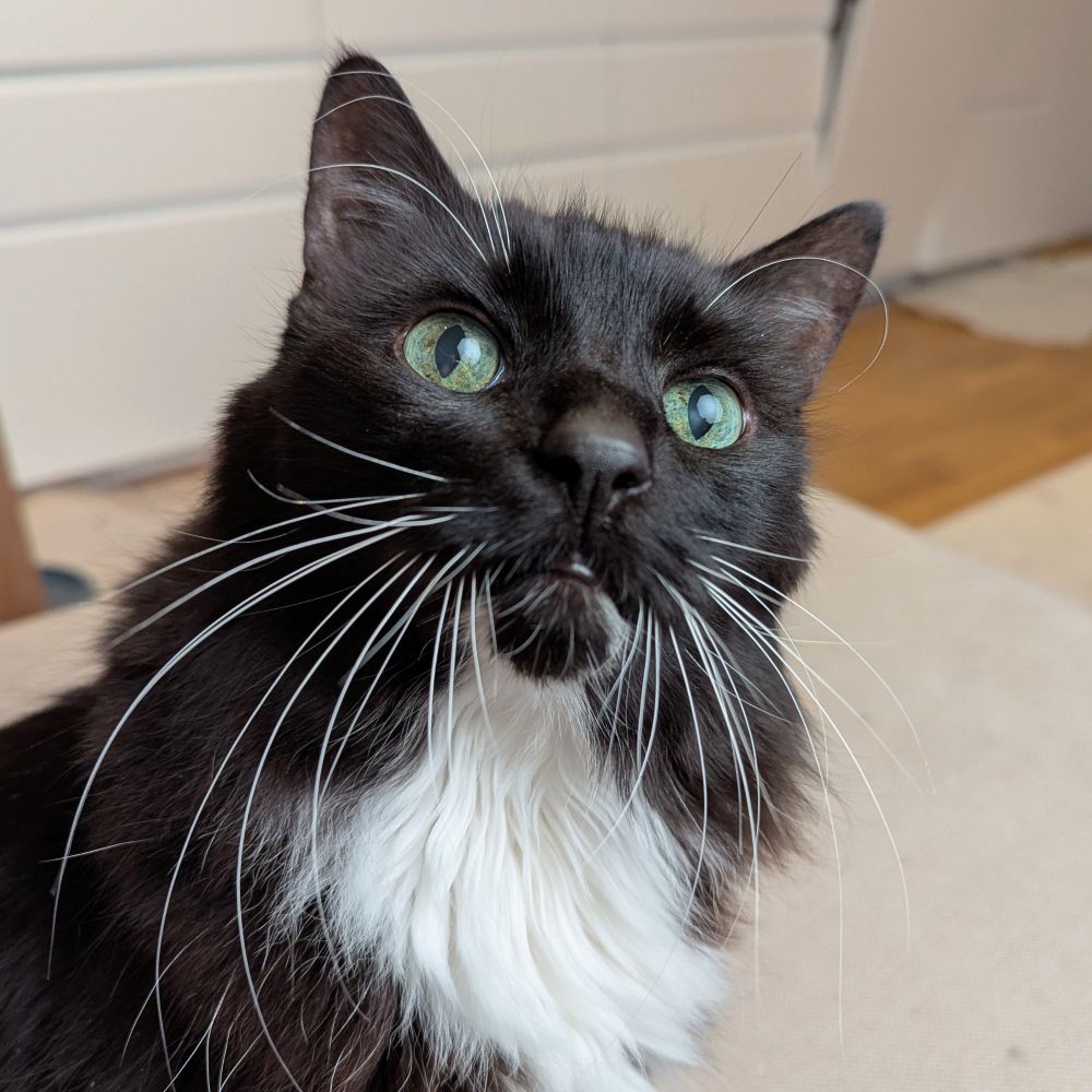 portrait of Thor 