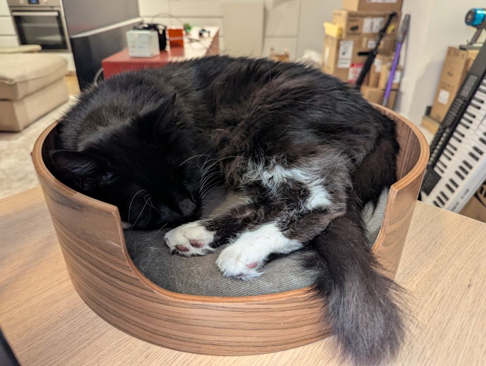 Thor napping in a round cat bed