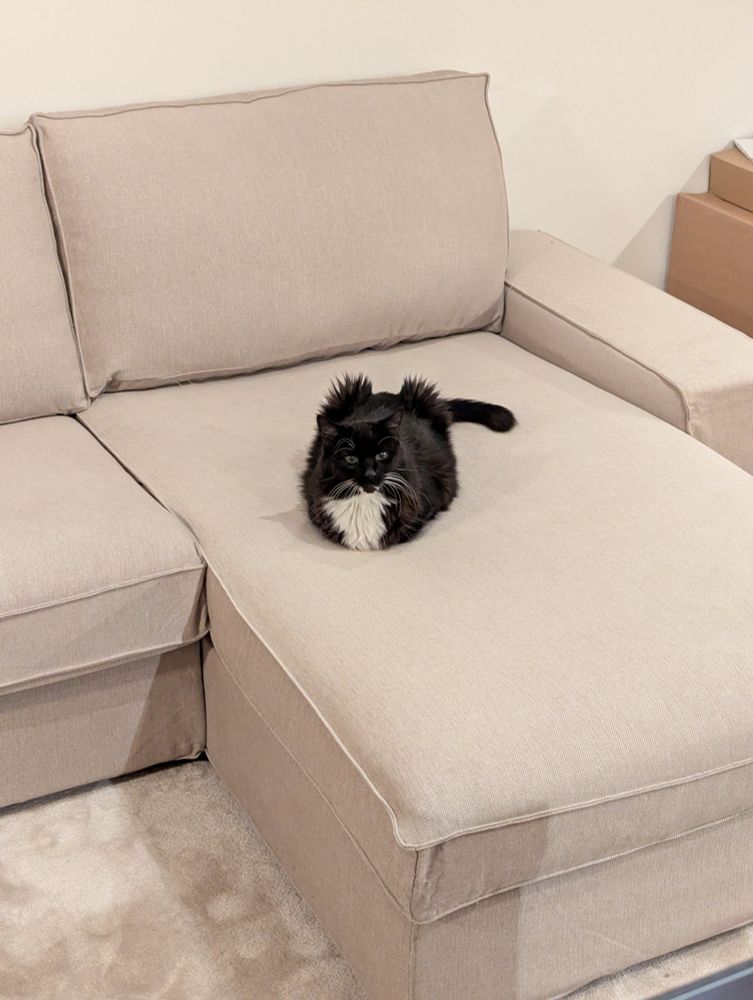 Thor loafed on a couch