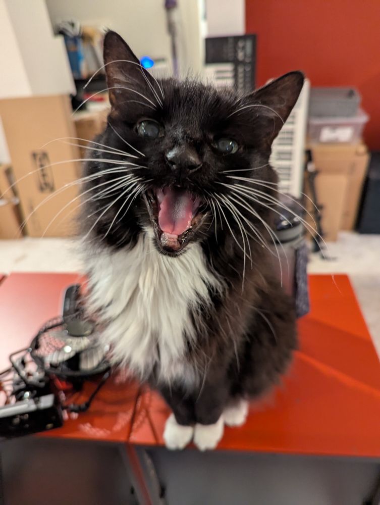 Thor meowing/creaking at the camera with a wide open mouth 