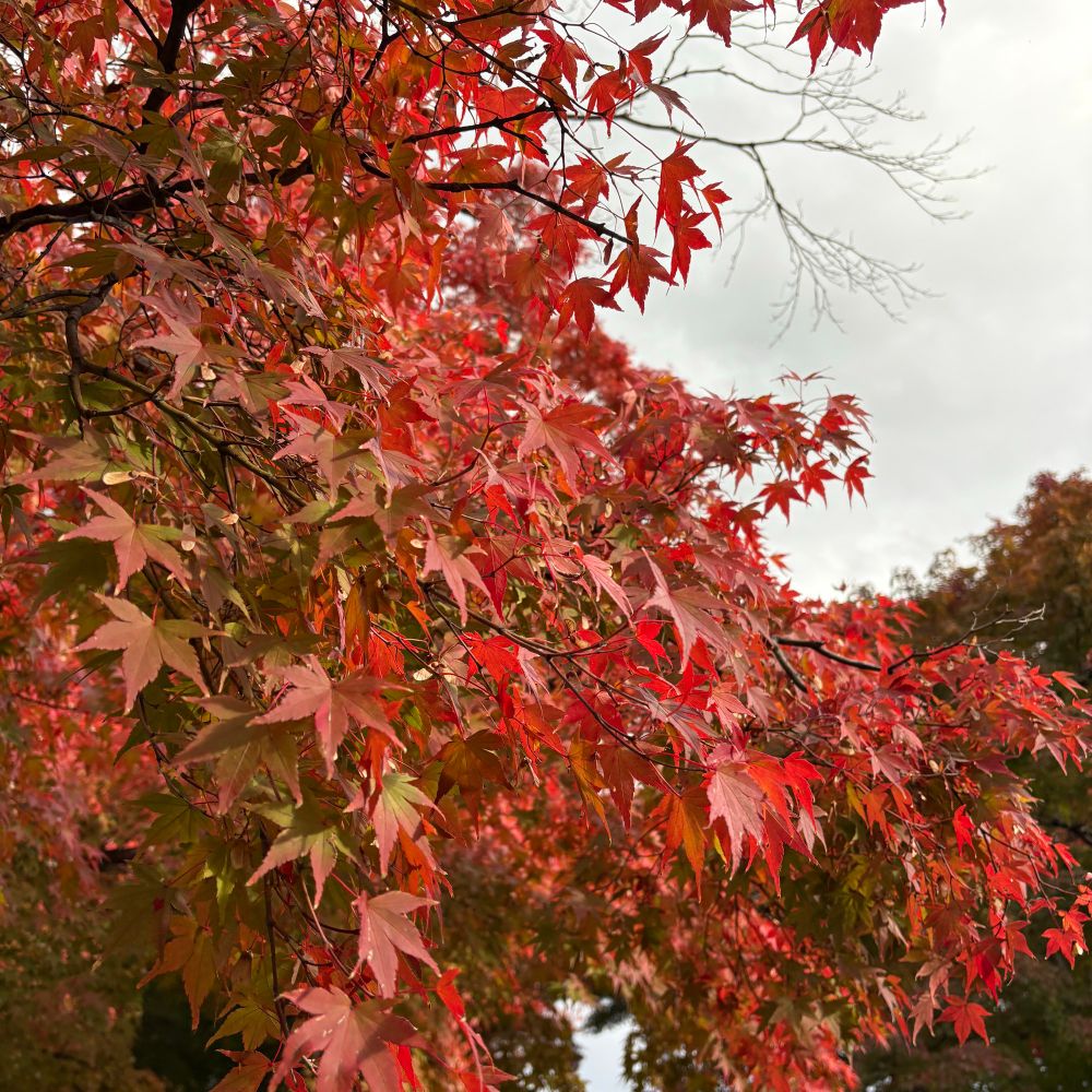 紅葉の写真。もみじが赤く色づいている。