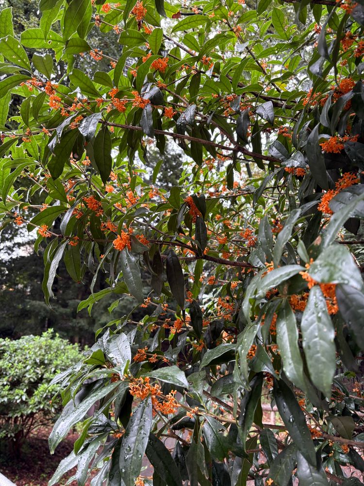 井の頭公園の金木犀の写真