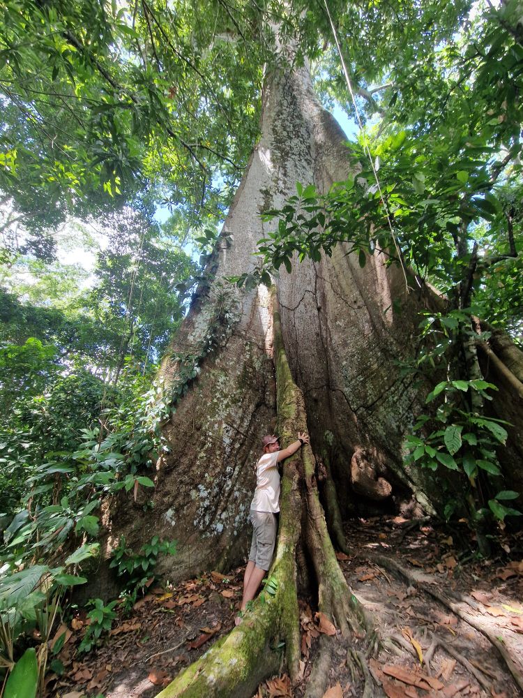 Gabriel Dread de chinelo, bermuda, camiseta e chapéu de couro estilo hipppie, abraçando uma imensa árvore Sumaúma