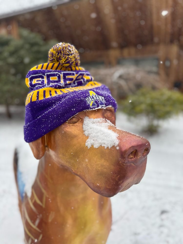 A dog statue with a winter hat on, standing in front of the Alumni House at the University at Albany.